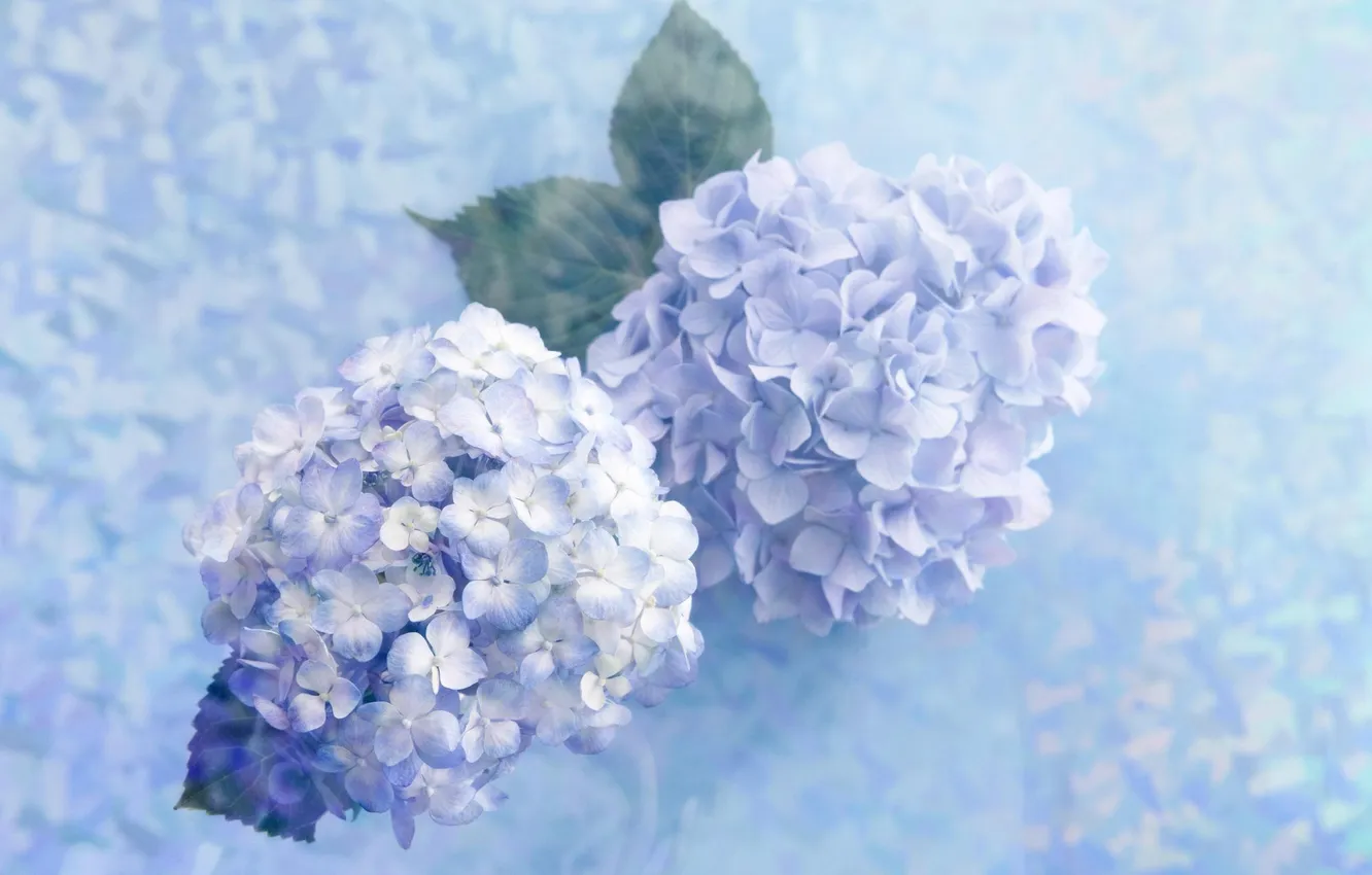 Фото обои цветы, голубые, нежно