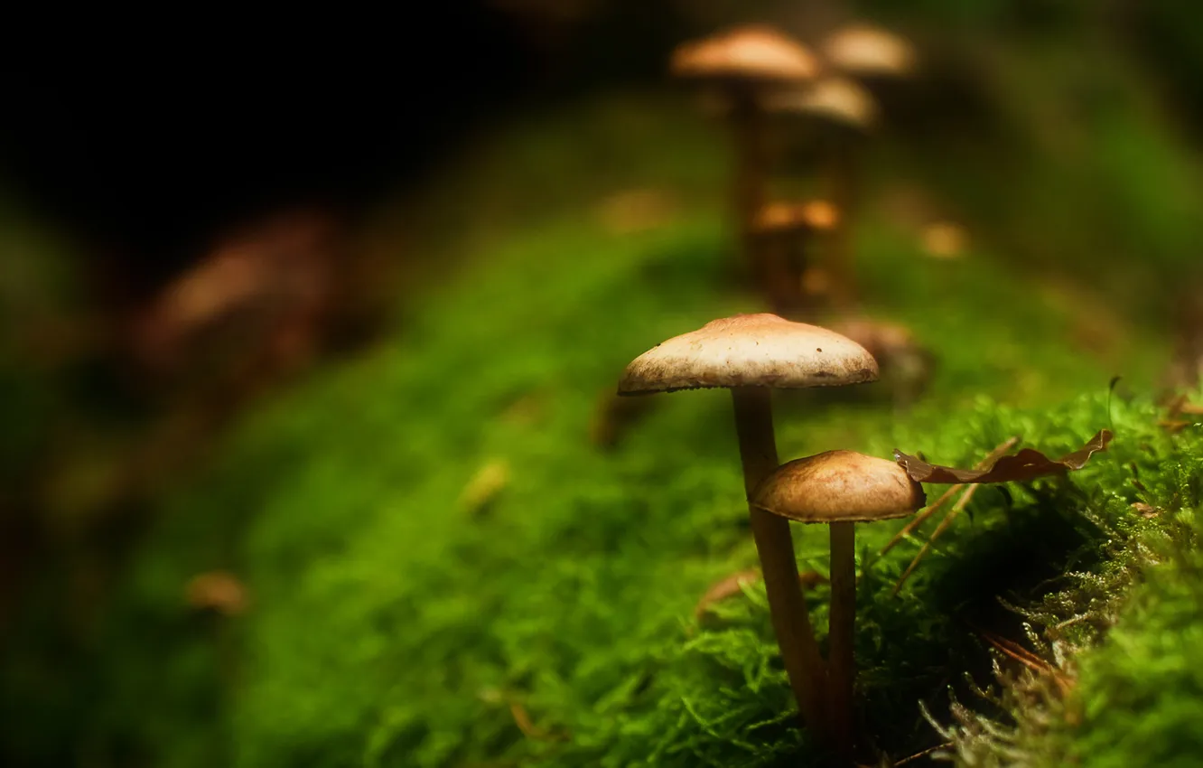 Фото обои ночь, грибы, мох, листик, боке