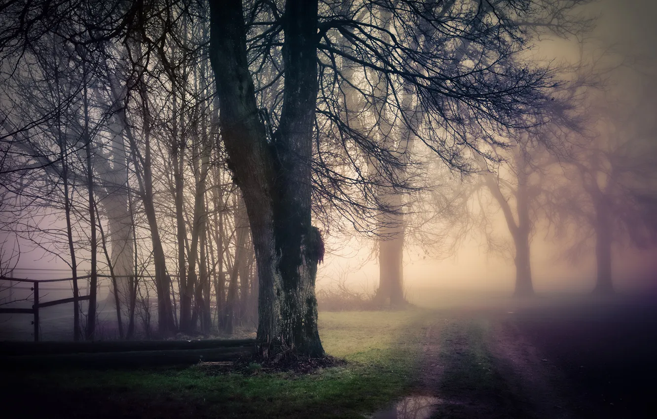 Фото обои дорога, природа, туман, дерево
