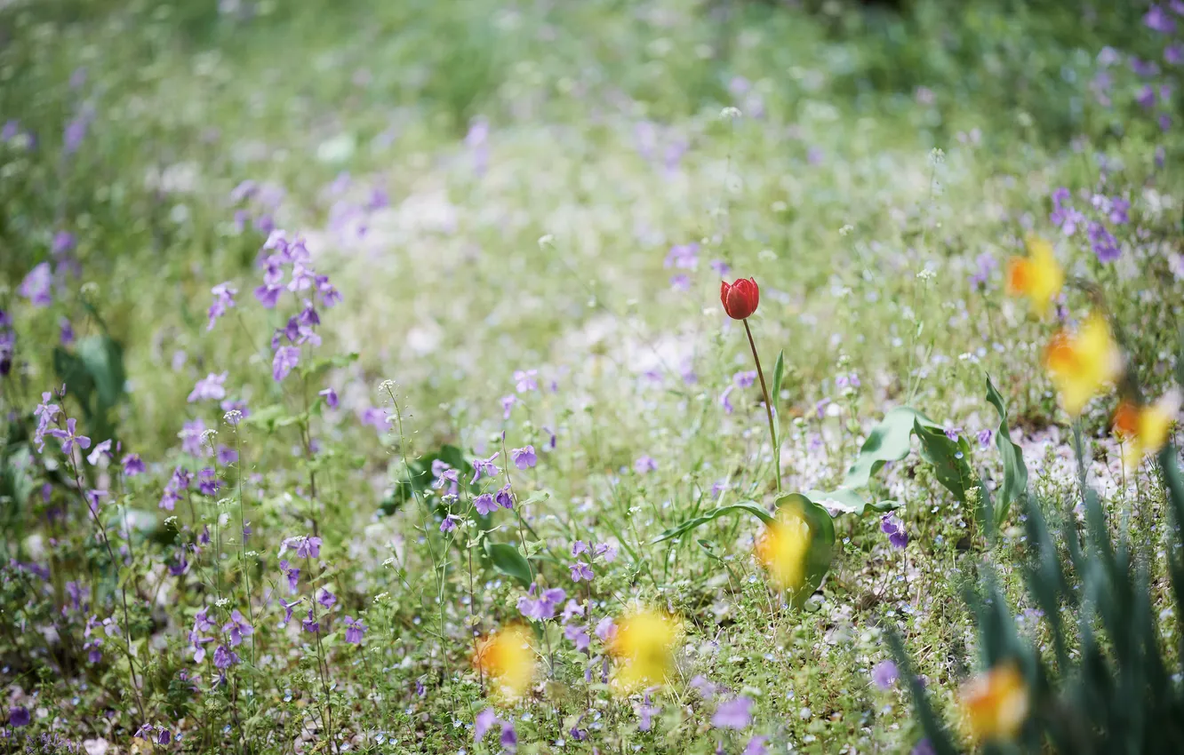 Фото обои трава, цветы, тюльпан