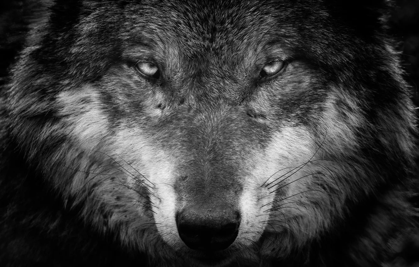 Фото обои взгляд, фон, волк, хищник