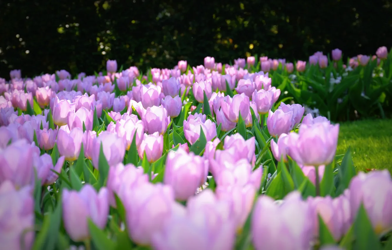 Фото обои Nature, Flowers, tulips, Background