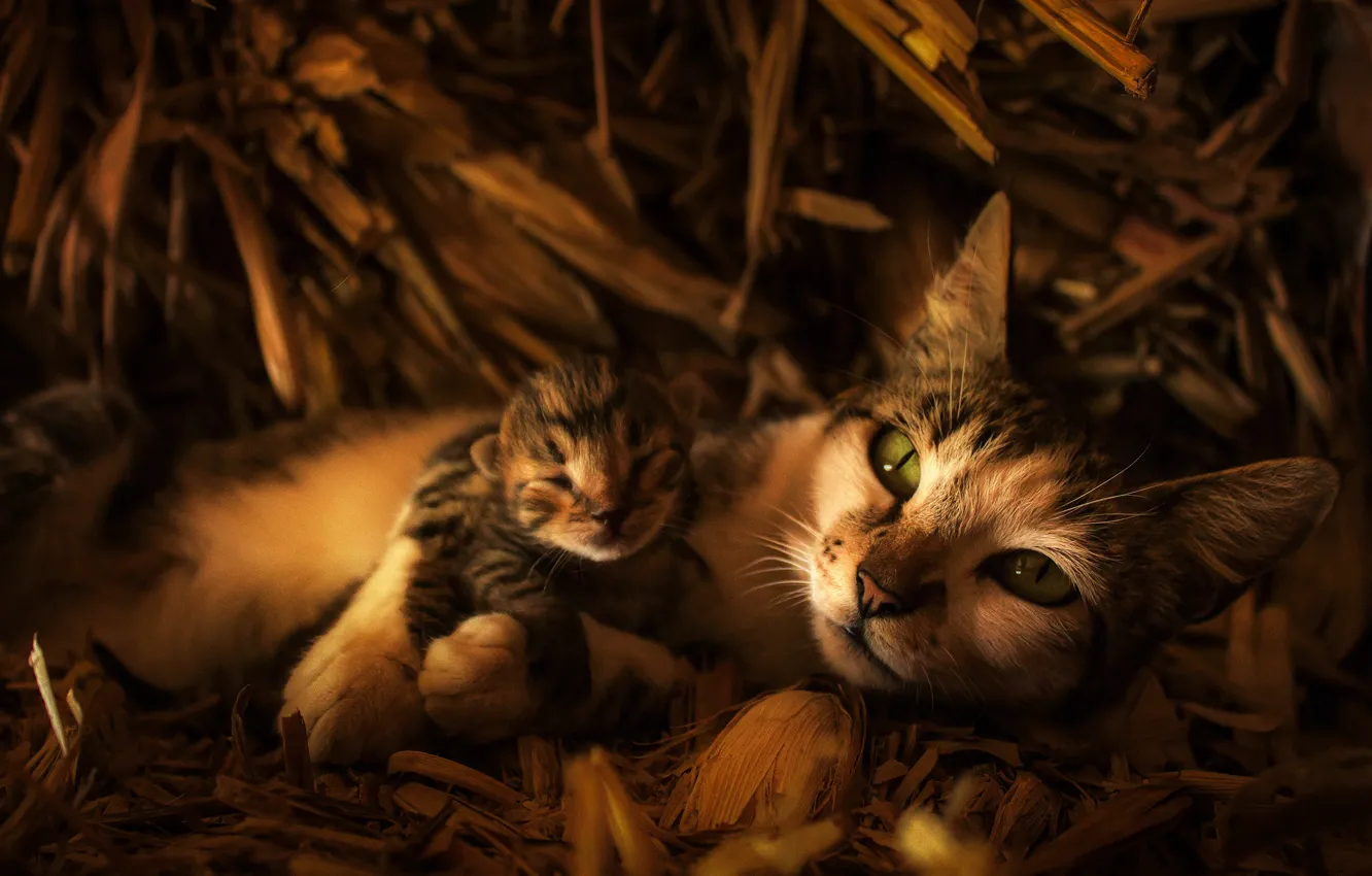 Фото обои кошка, взгляд, морда, кошки, котенок, малыш, сено, мама