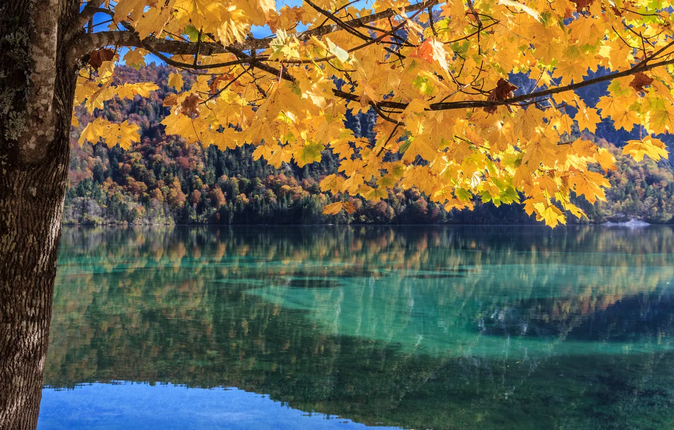 Фото обои осень, лес, листья, озеро, дерево, ветка
