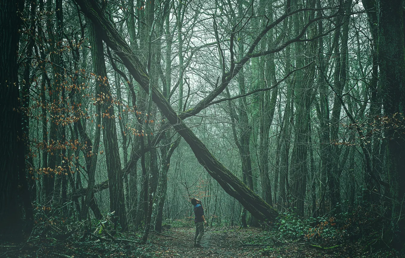 Фото обои forest, man, path