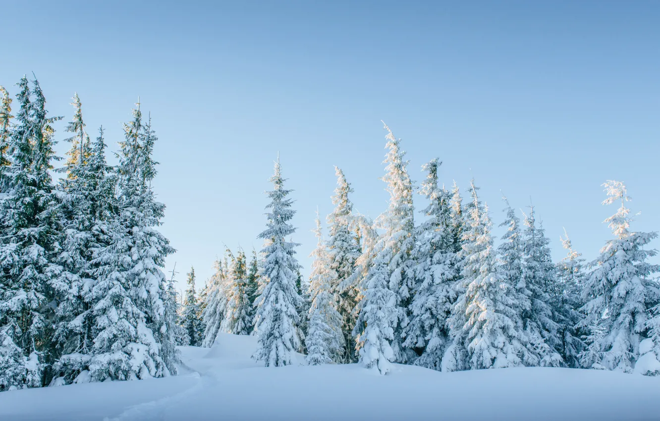 Фото обои зима, снег, деревья, пейзаж, елки, forest, landscape, winter