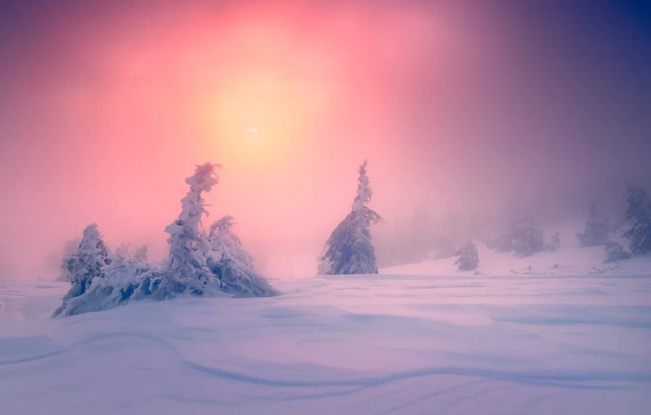Фото обои зима, лес, небо, солнце, снег, туман, рассвет, в снегу