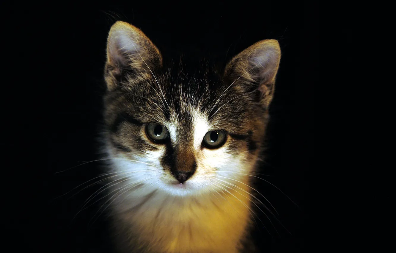 Фото обои котенок, темный, смотрит, cats
