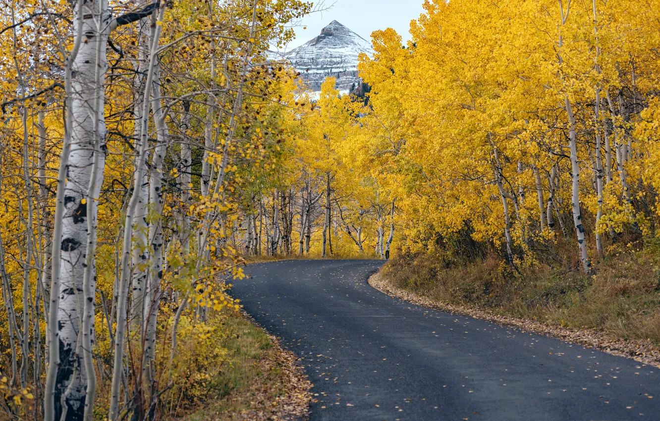 Фото обои дорога, осень, лес