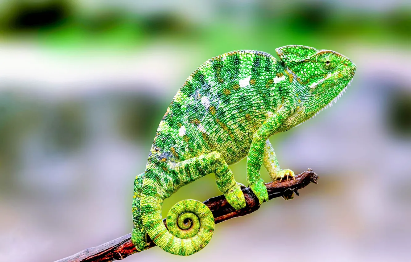 Фото обои green, colorful, nature, lizard, reptile, madagascar