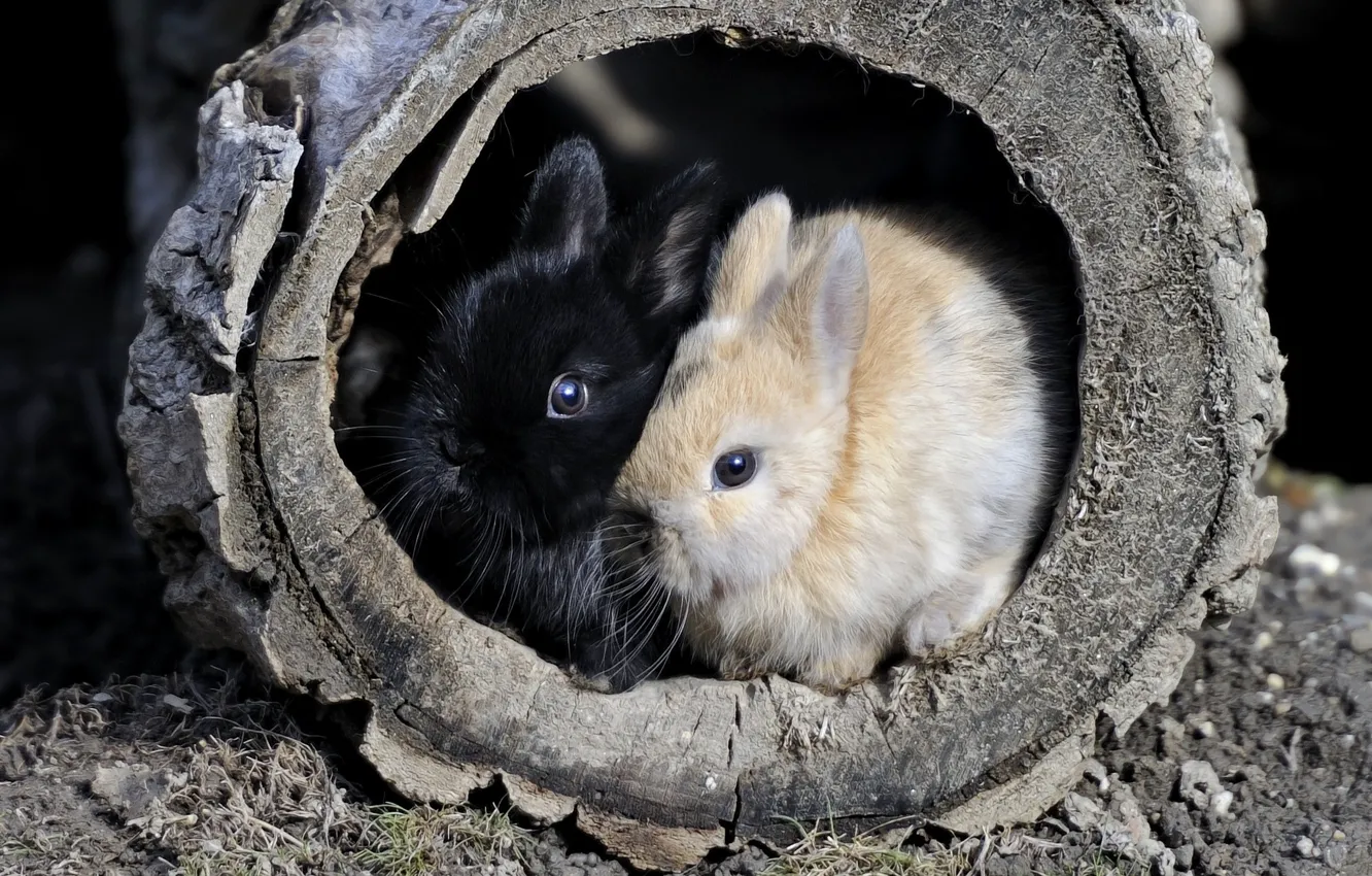 Фото обои пара, кролики, покрышка