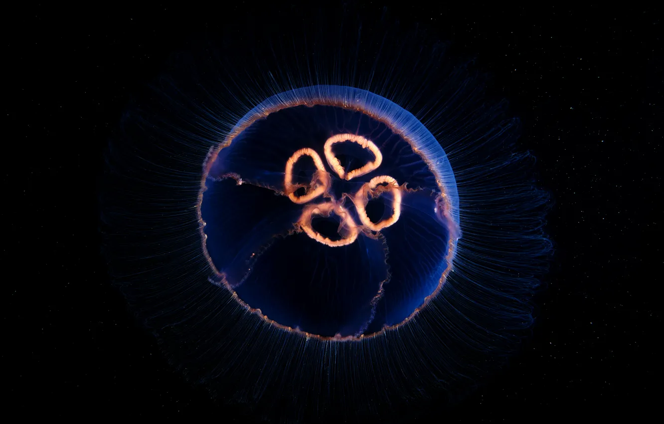 Фото обои темный фон, медуза, подводный мир, микрокосмос