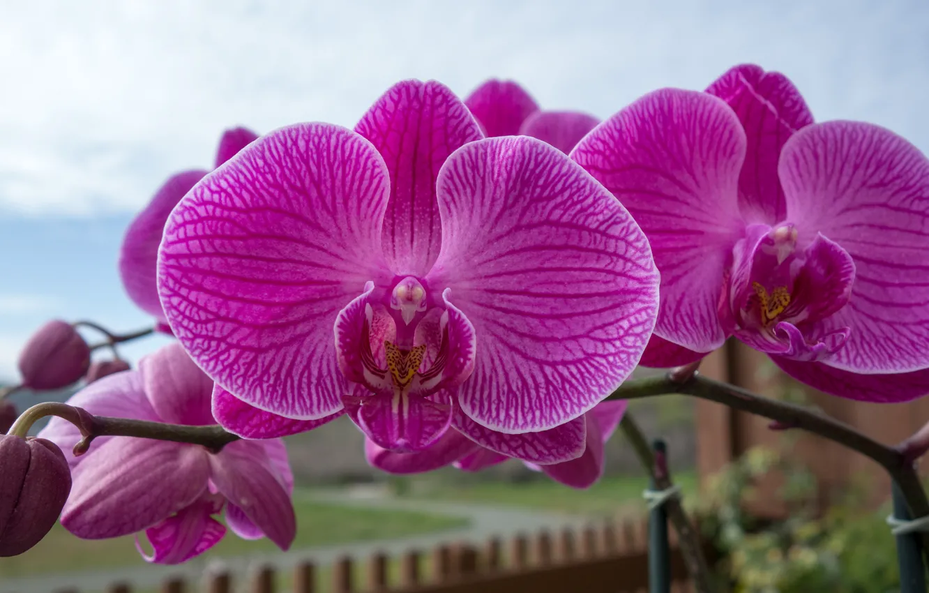 Фото обои макро, ветка, экзотика, орхидея