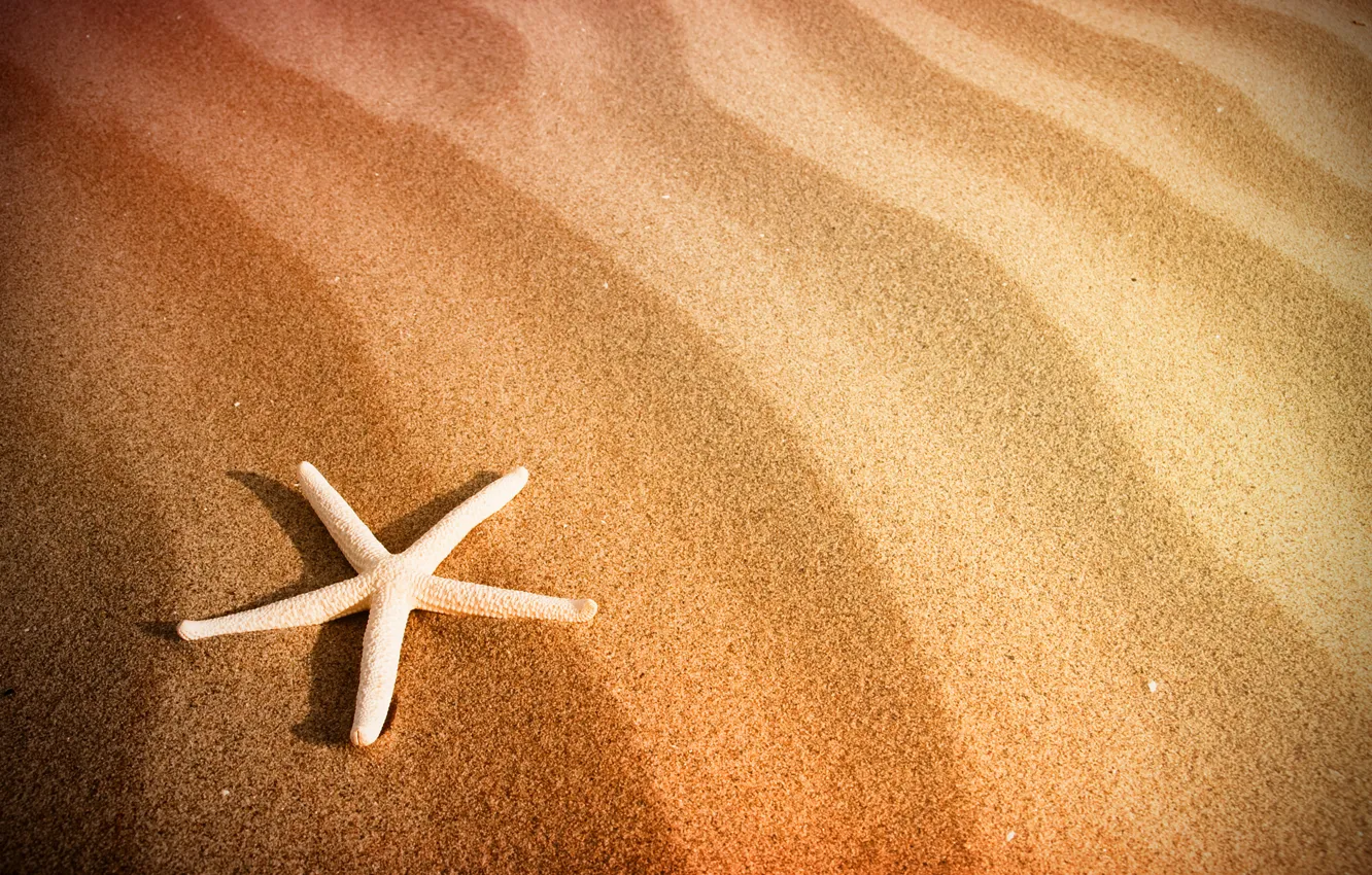 Фото обои песок, море, пляж, морская звезда