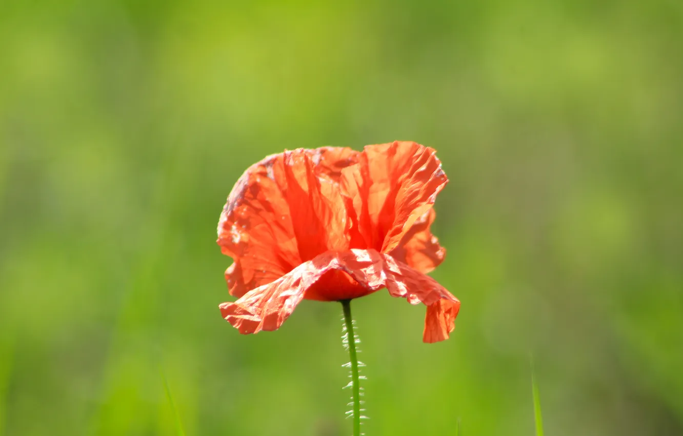 Фото обои red, flower, poppy