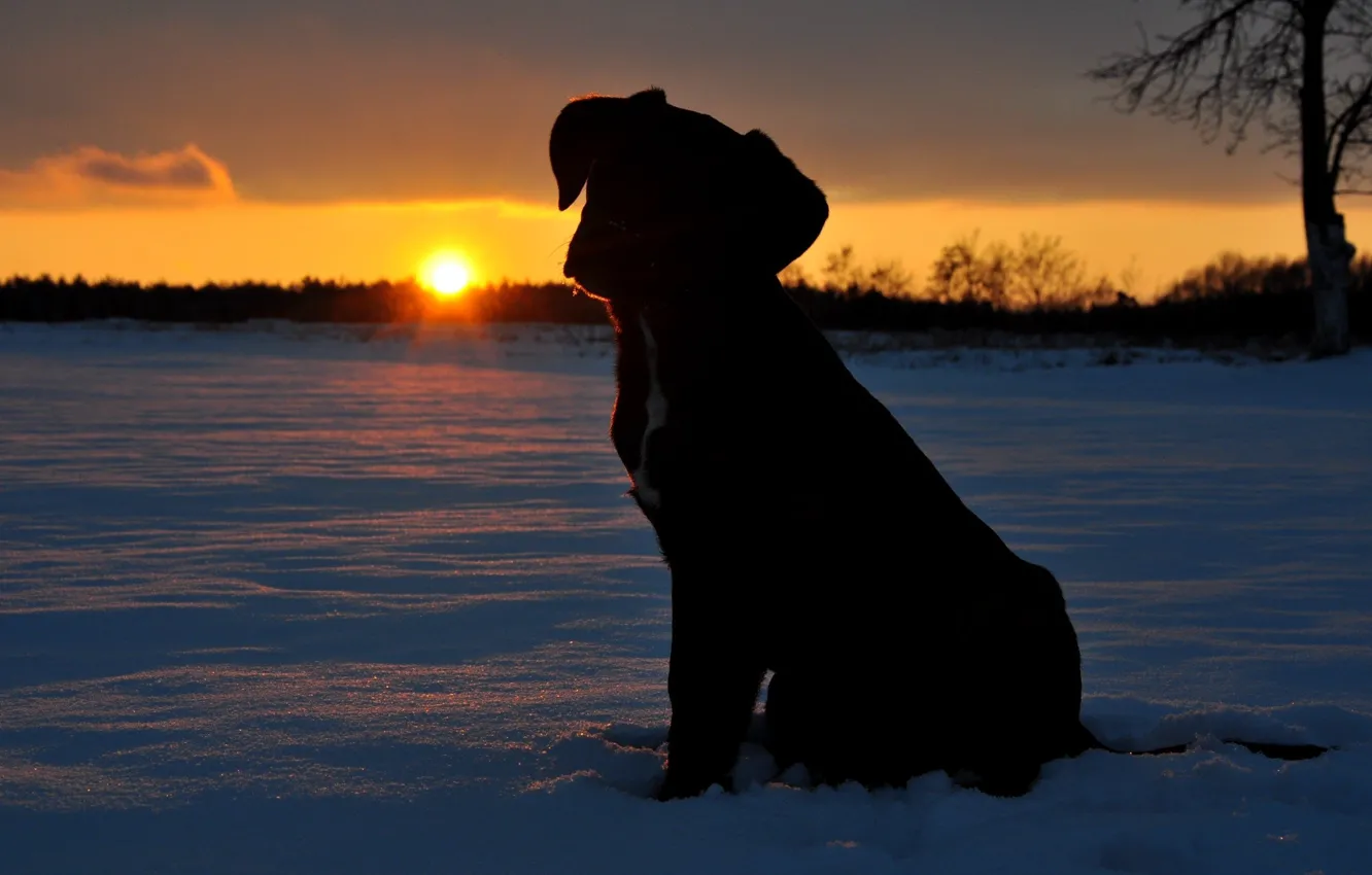 Фото обои солнце, снег, закат, щенок