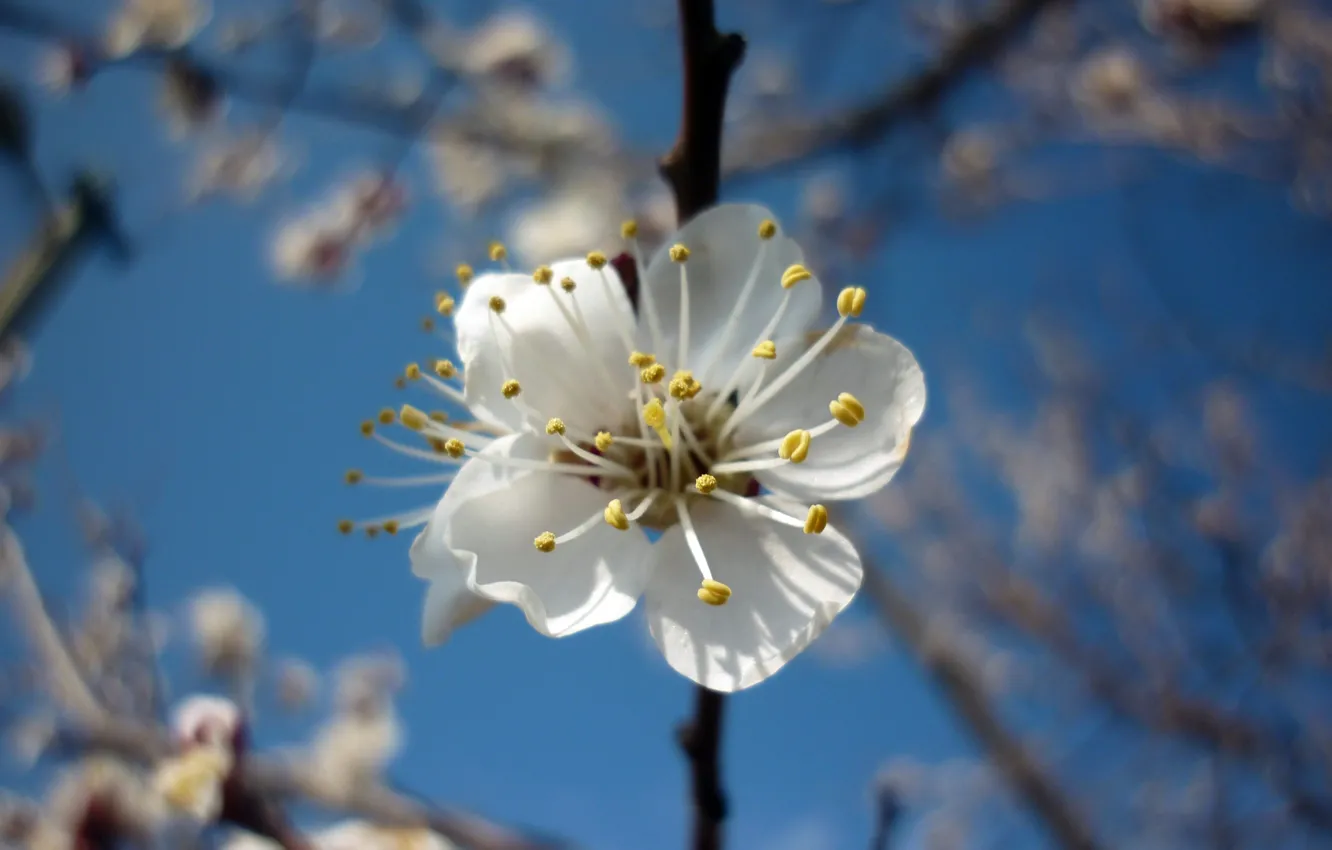 Фото обои flower, fruit, spring