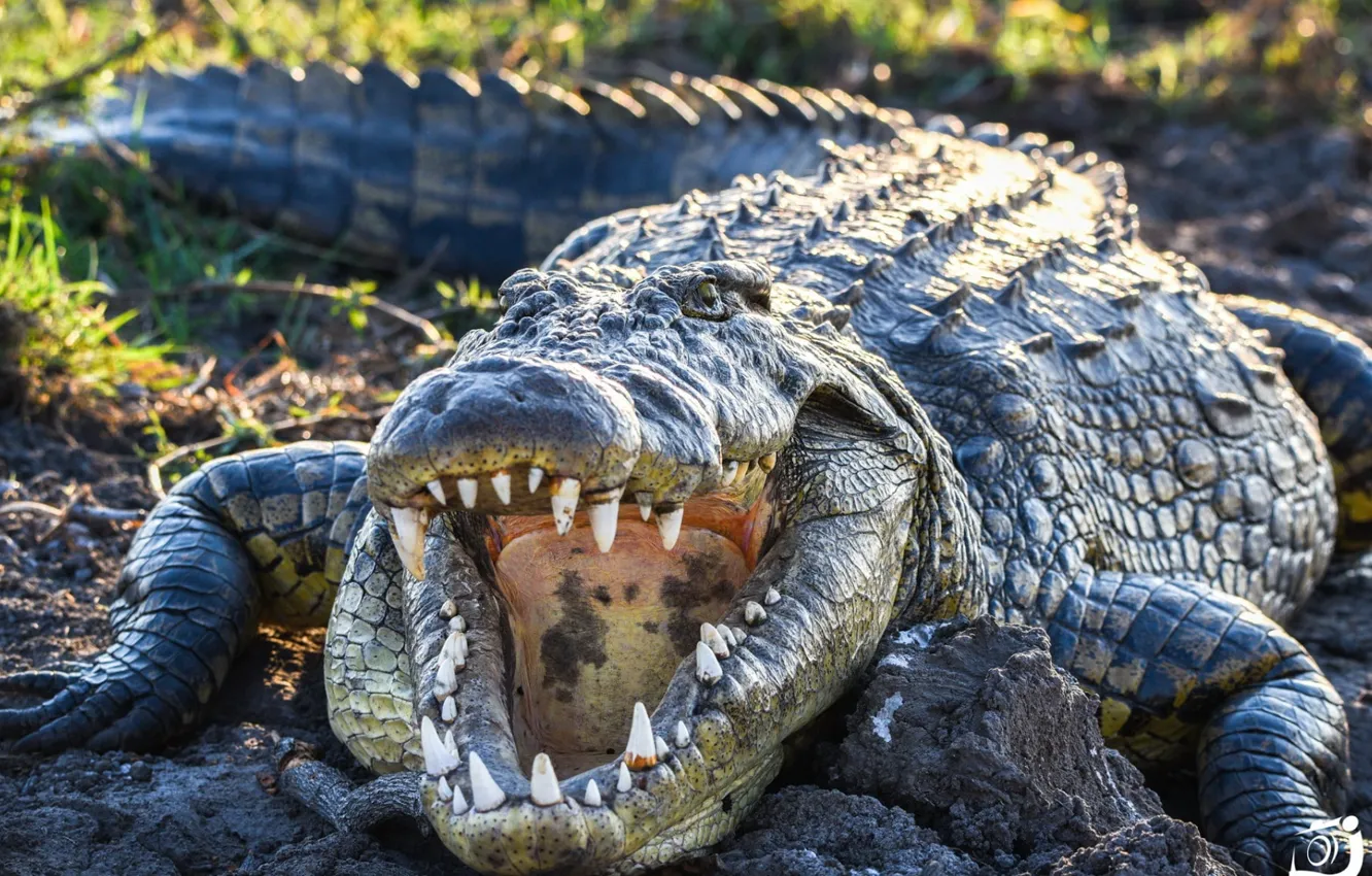 Фото обои animals, reptile, teeth, crocodiles, animal themes, animal wildlife