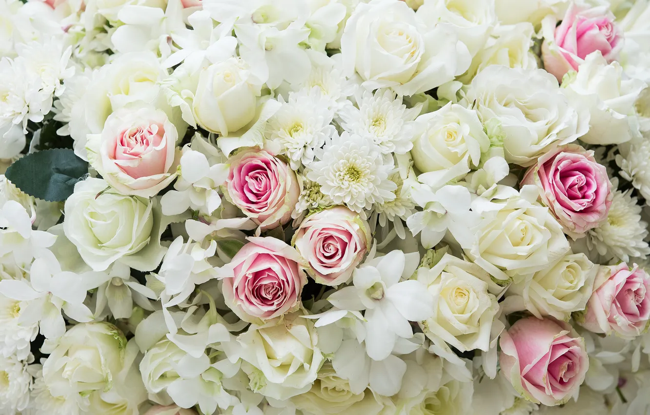 Фото обои цветы, фон, розы, colorful, розовые, white, белые, бутоны