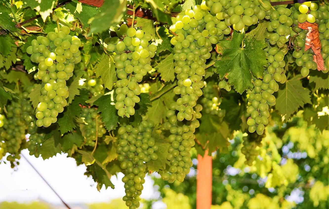 Фото обои зеленый, виноград, гроздь