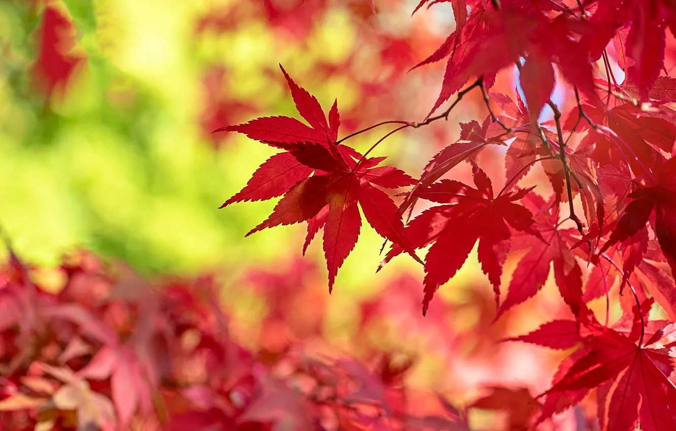 Фото обои осень, листья, ветки, красные, боке, осенние, японский клён