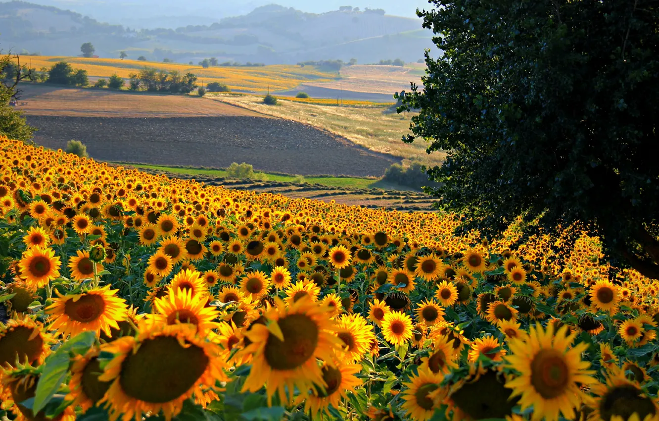 Фото обои поле, цветы, холмы, подсолнух, Италия