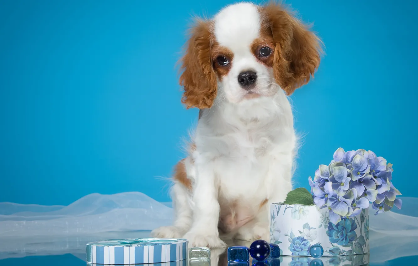 Фото обои цветы, фон, коробка, голубой, собака, щенок, ткань, милашка