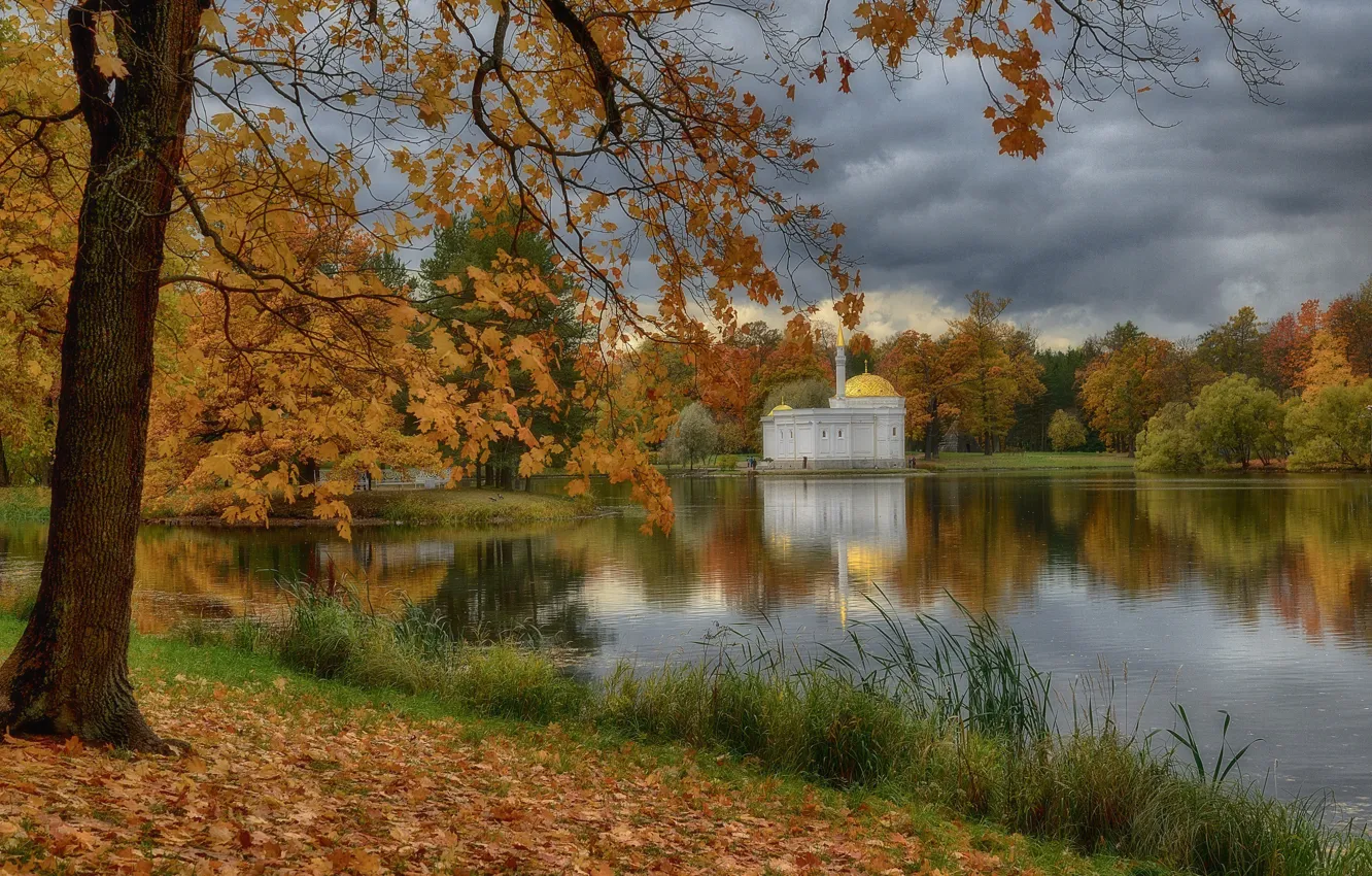 Фото обои осень, деревья, пруд, парк, листва, Санкт-Петербург, Россия, Пушкин