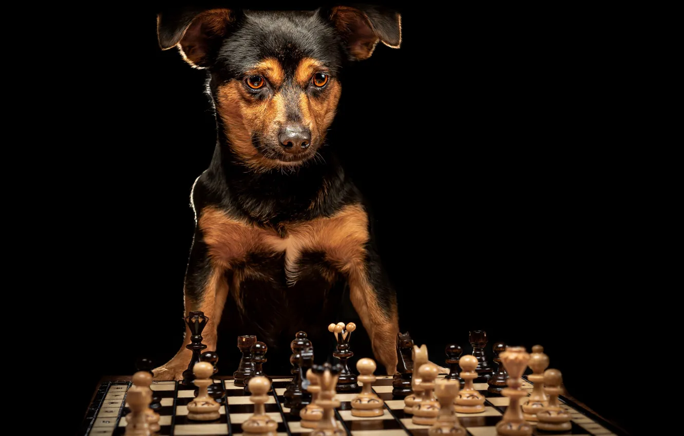 Фото обои друг, собака, шахматы