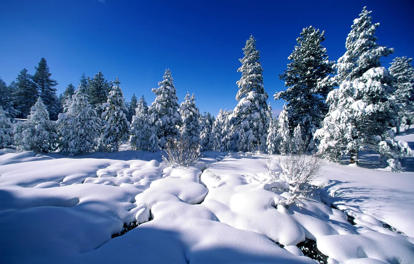 Фото обои зима, снег, деревья, ель, сосны