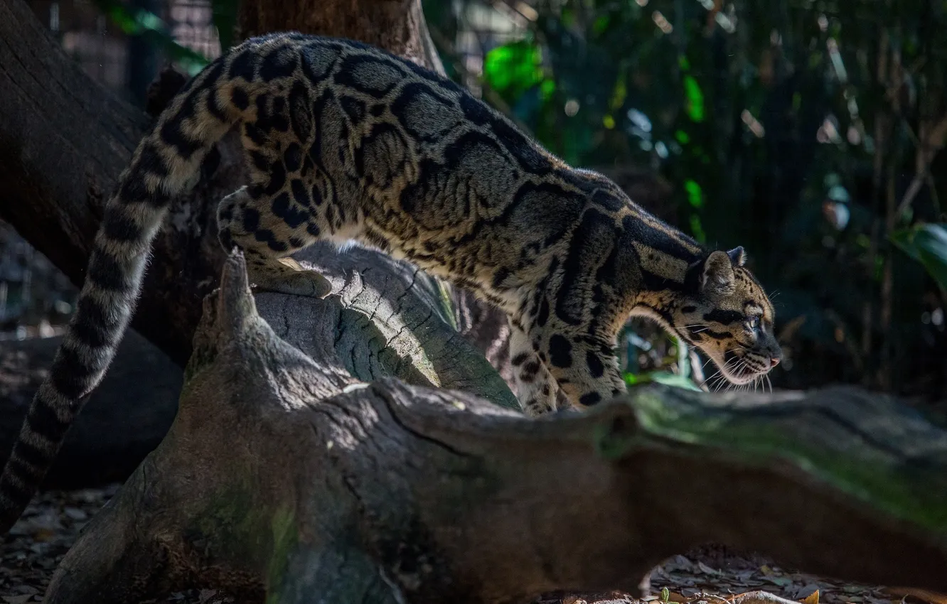 Фото обои хищник, профиль, дикая кошка, дымчатый леопард