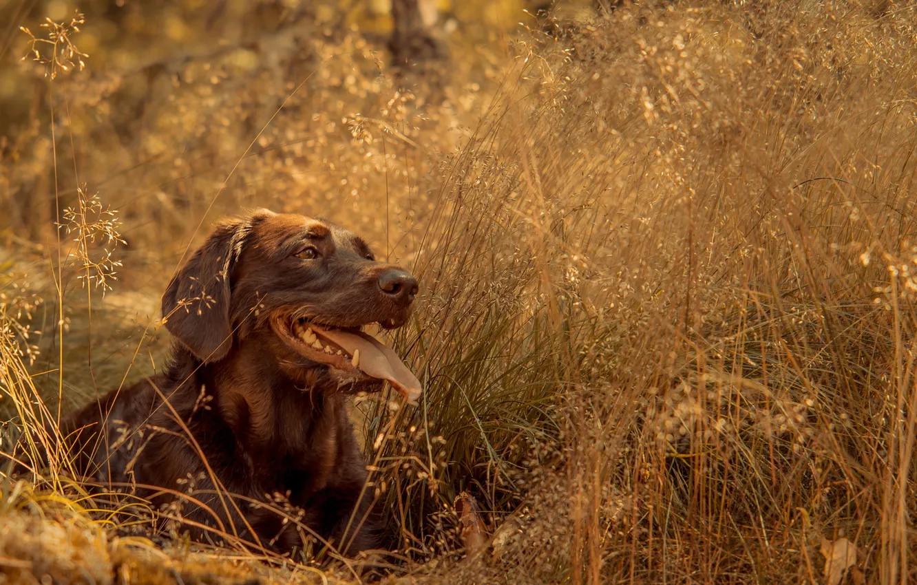 Фото обои взгляд, друг, собака, лабрадор