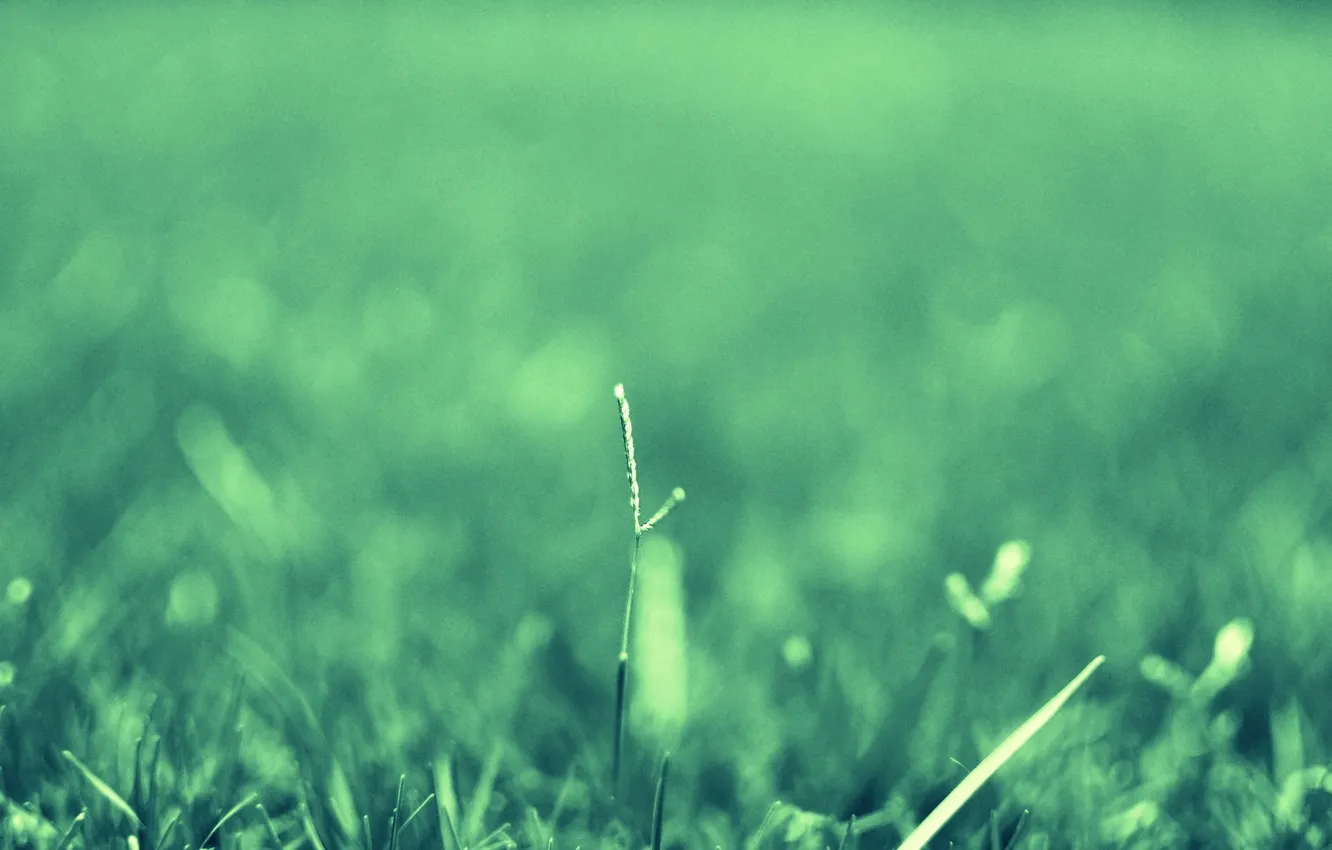 Фото обои зелень, лето, трава, травинка