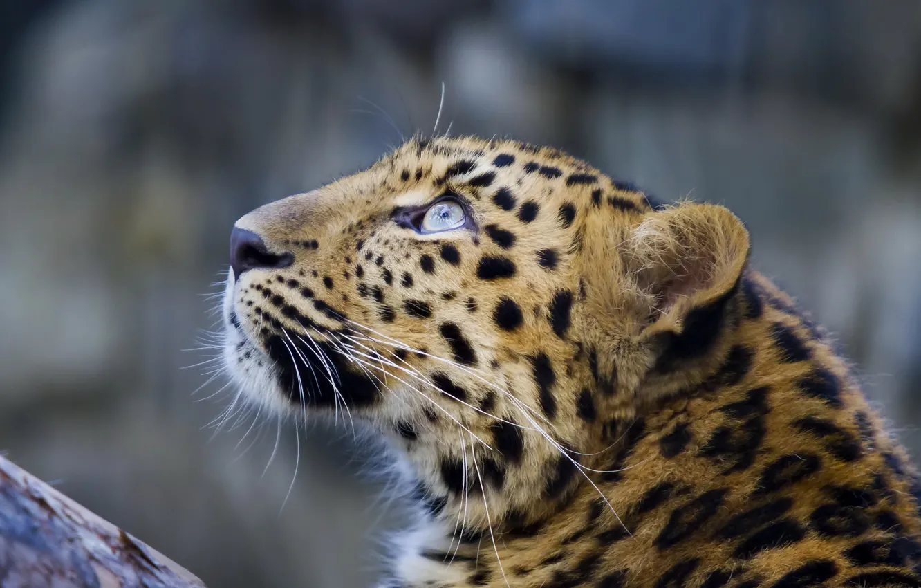 Фото обои усы, морда, леопард, leopard, взгляд вверх