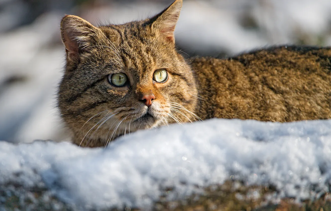 Фото обои взгляд, морда, снег, Дикая кошка, Лесной кот