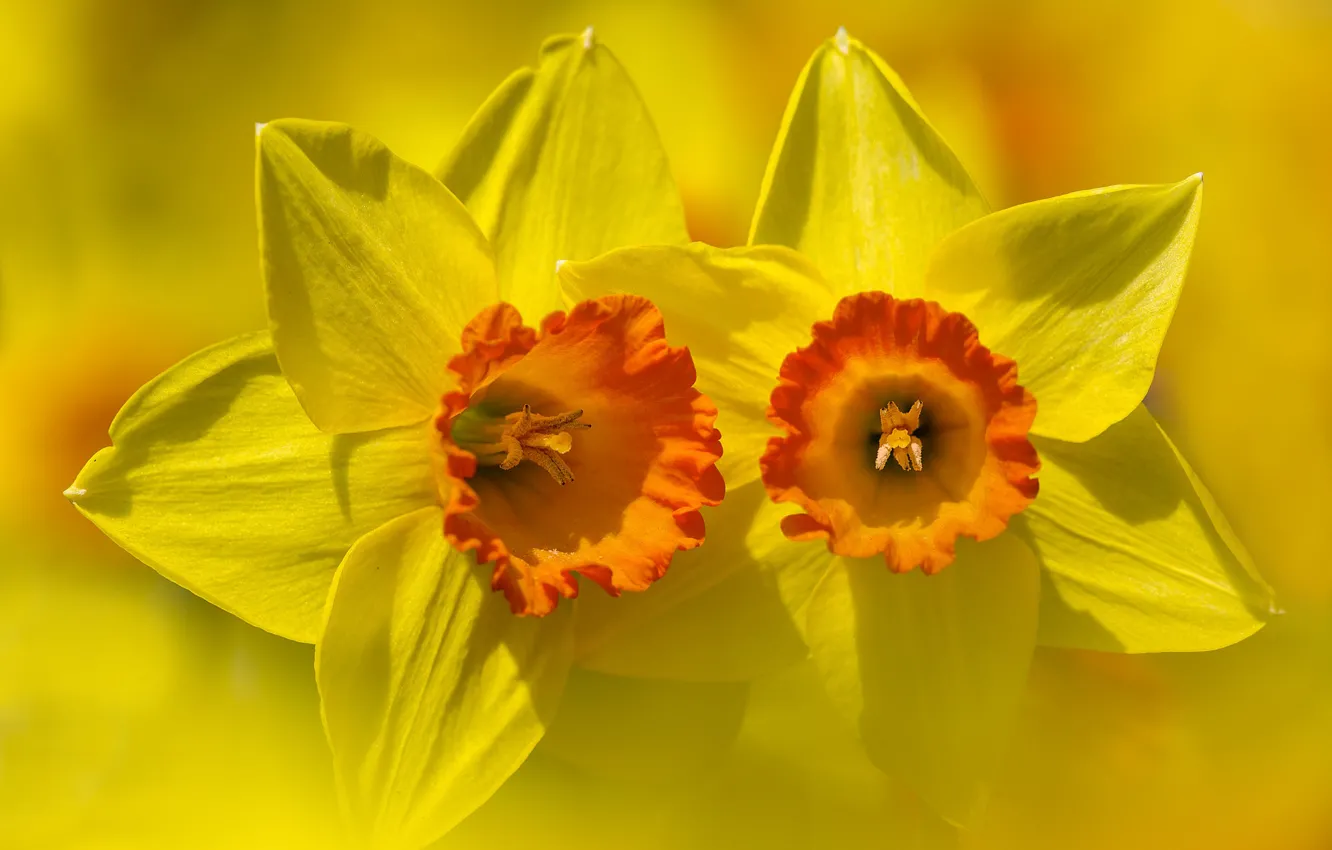 Фото обои цветок, фон, лепестки, Нарцисс
