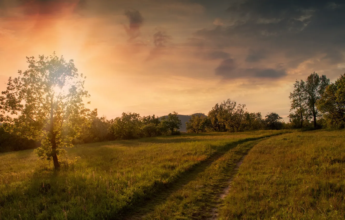 Фото обои дорога, поле, осень, лес, небо, трава, свет, дерево