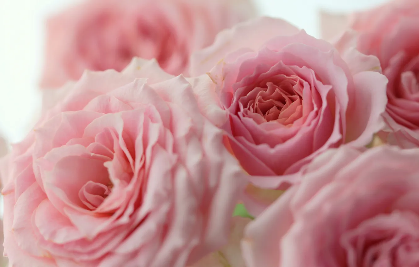 Фото обои макро, розы, розовые, бутоны
