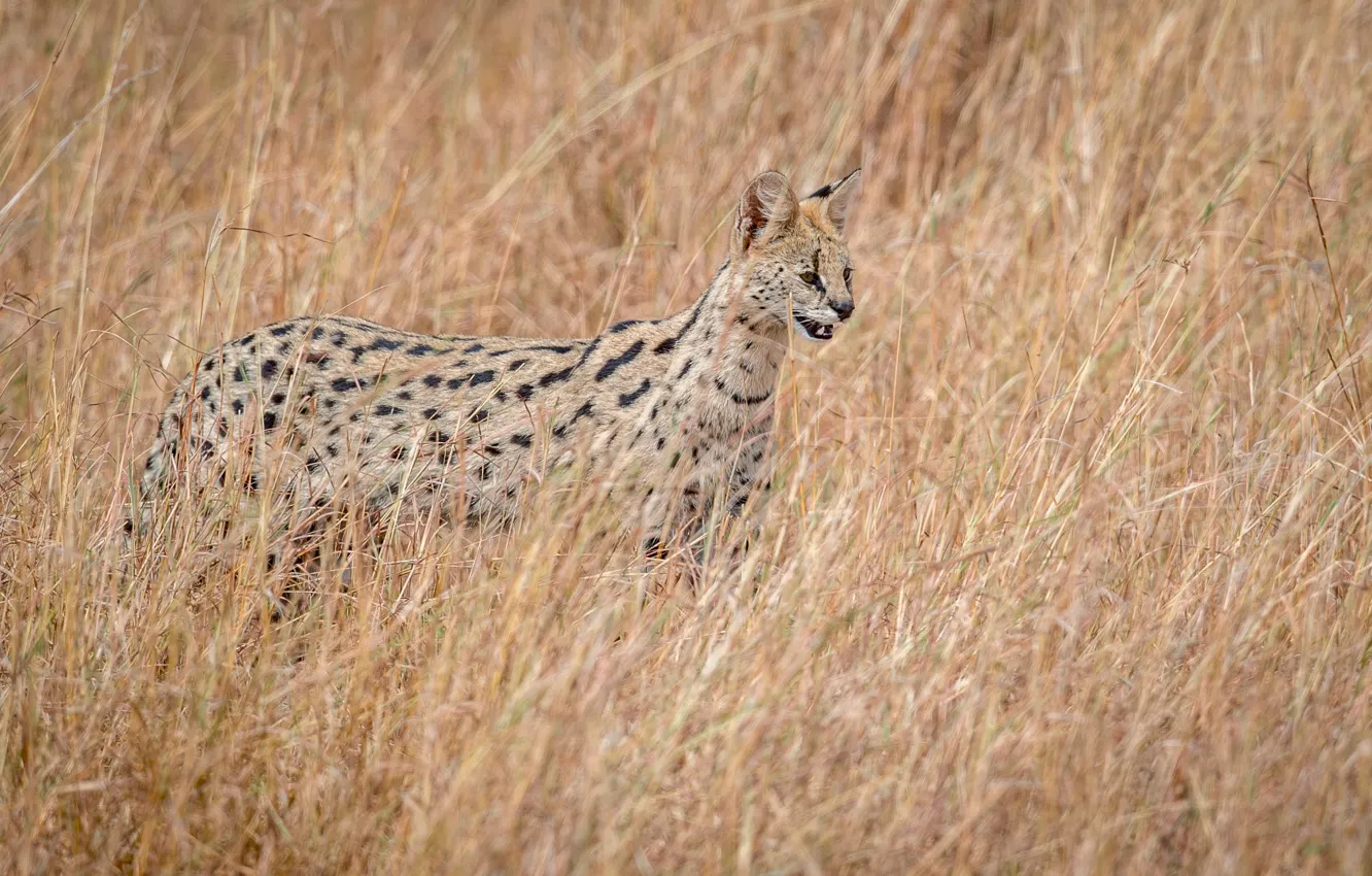 Фото обои охотник, дикая природа, Serval