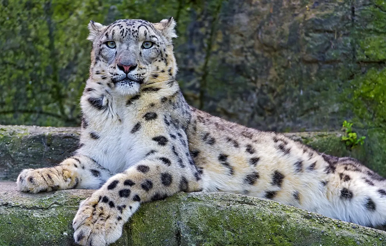 Фото обои взгляд, ирбис, снежный барс, snow leopard