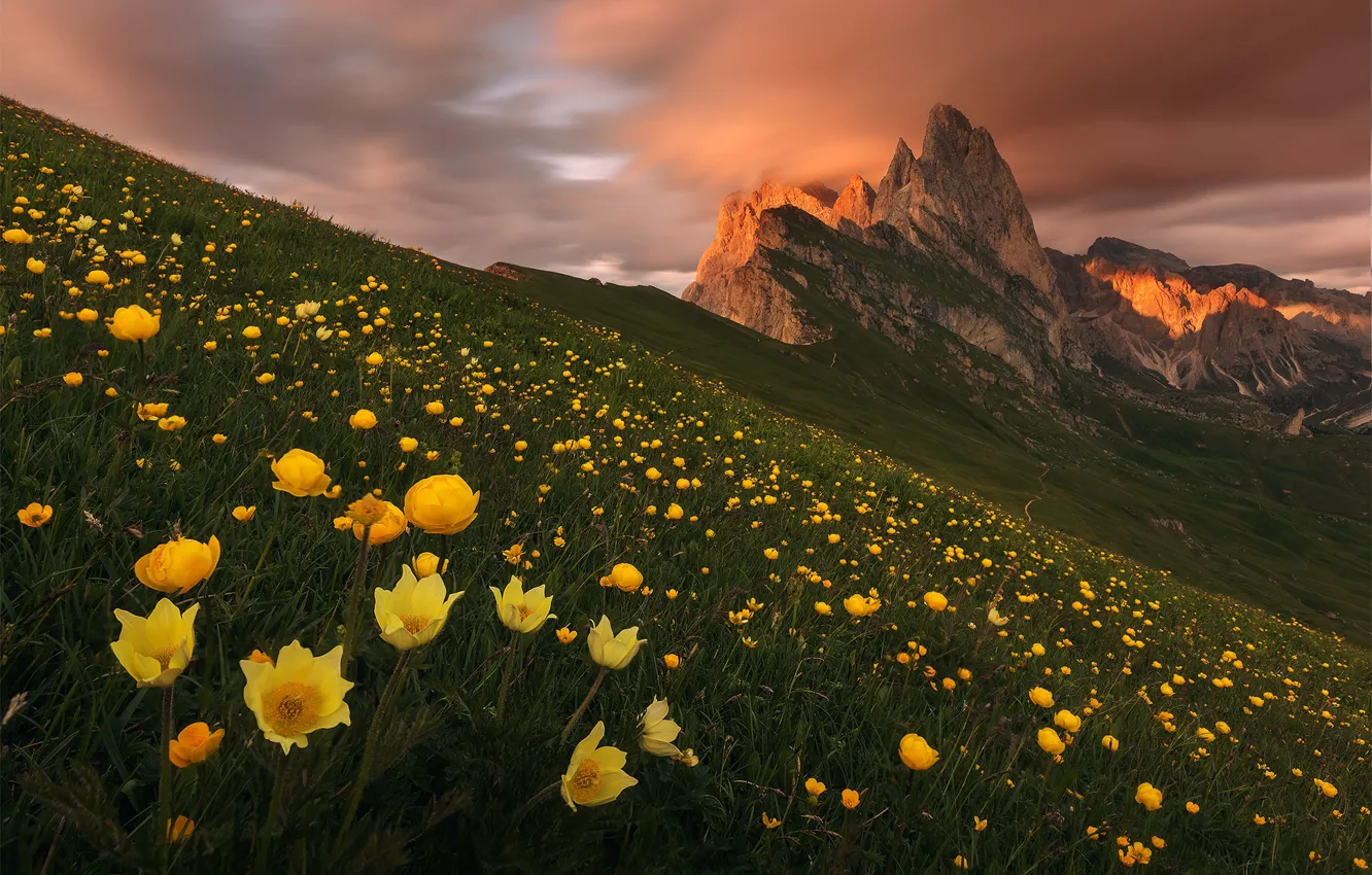alpy-gory-dolomity-tsvety-zheltye-kupaln