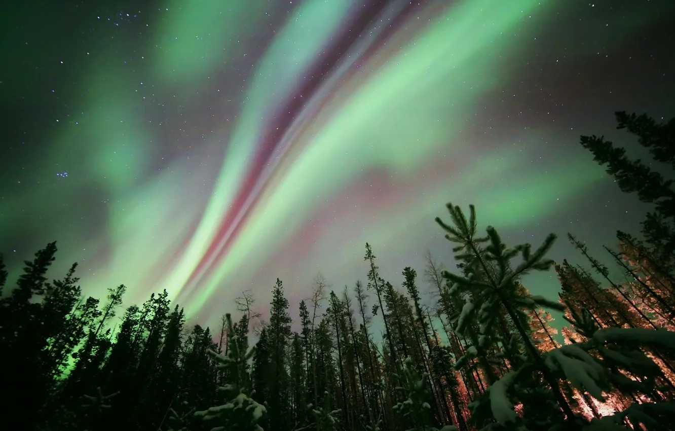 Фото обои лес, звезды, деревья, ночь, природа, северное сияние, Aurora Borealis