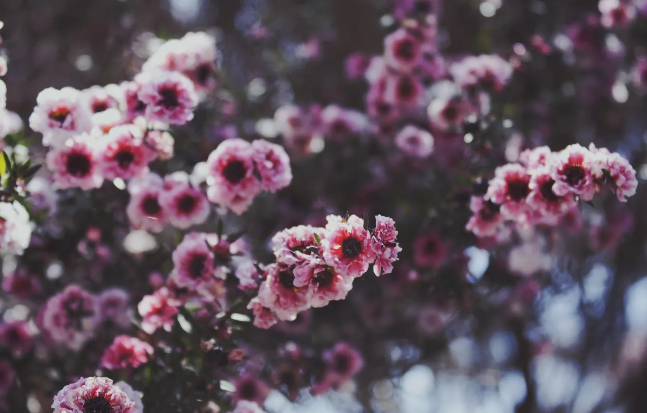 Фото обои цветок, веточка, розовый, лепесток