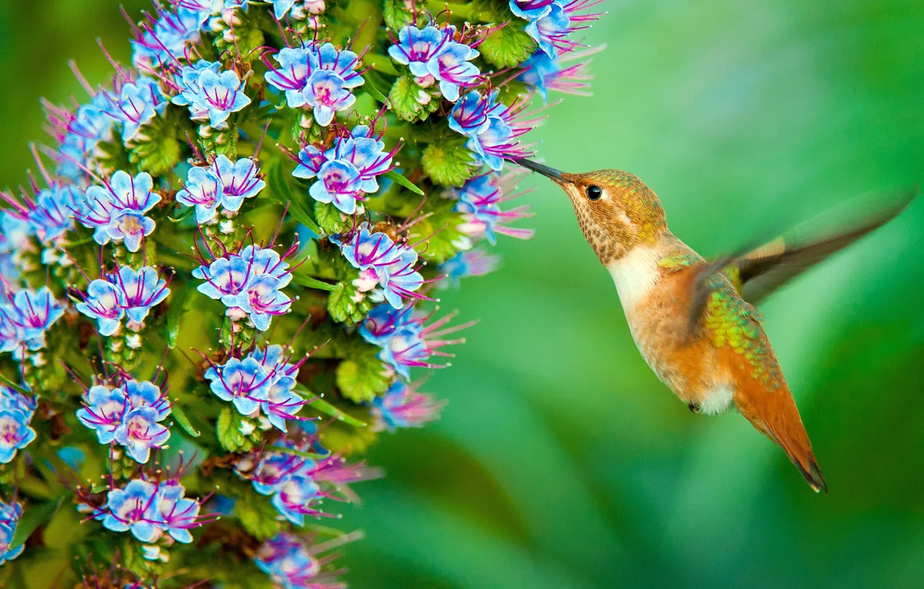 Фото обои цветок, птица, колибри