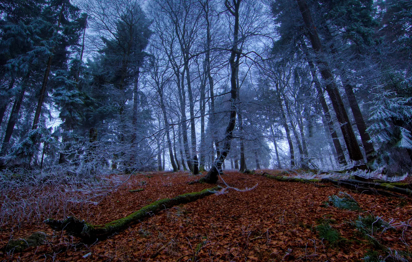 Фото обои зима, осень, лес, листья, деревья, времена, года