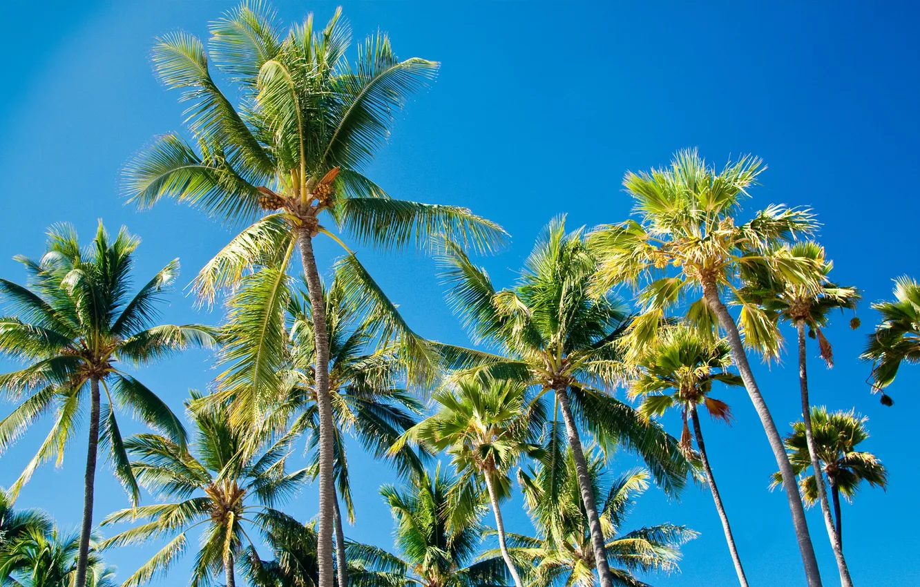 Фото обои листья, пальмы, paradise, palms