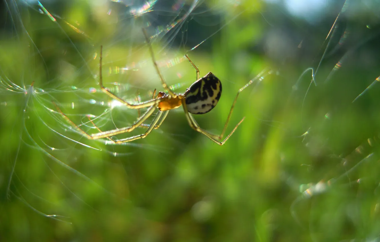 Фото обои солнце, насекомые, паутина, паук, охотница
