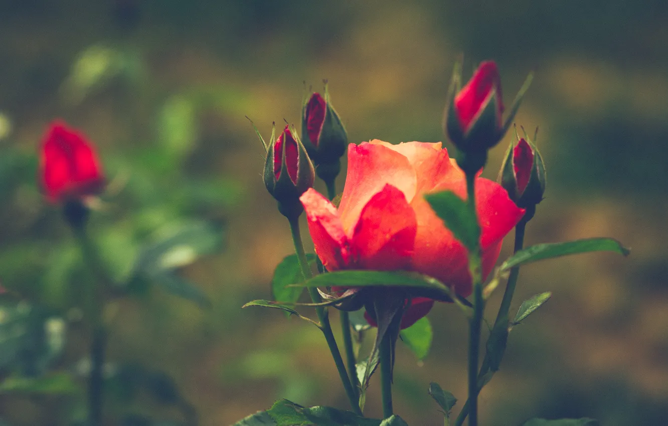 Фото обои цветок, роза, красные, бутоны