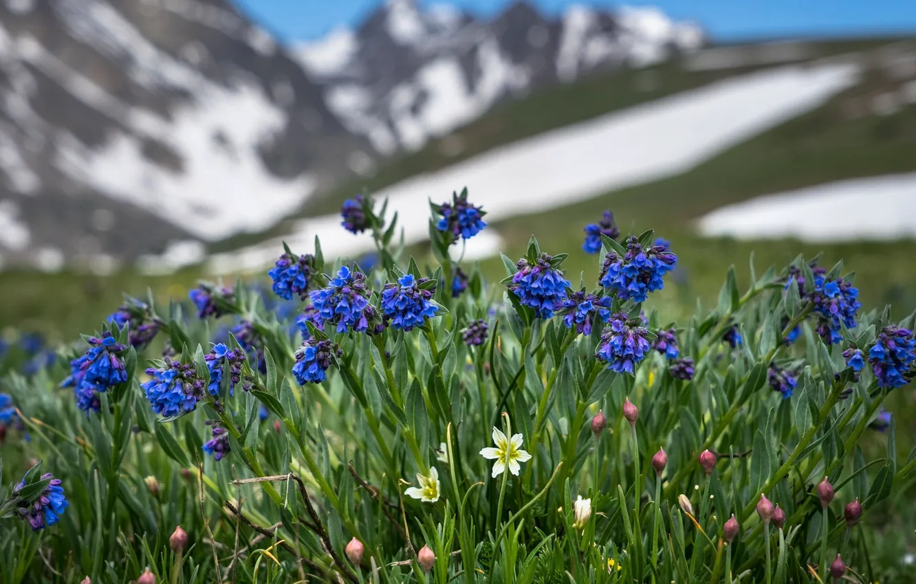 Фото обои природа, Колорадо, ллойдия альпийская, мертензия