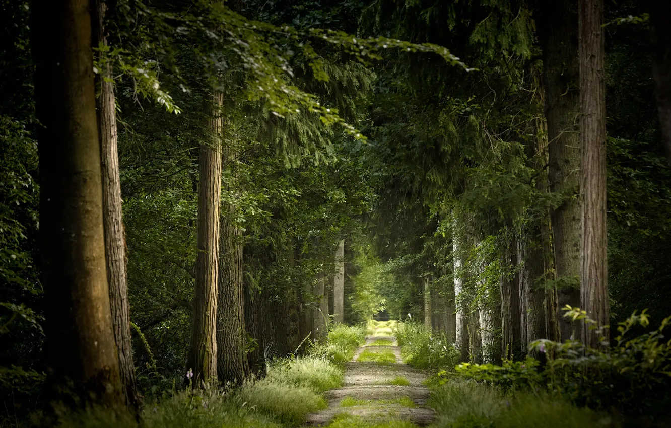 Фото обои дорога, лес, деревья